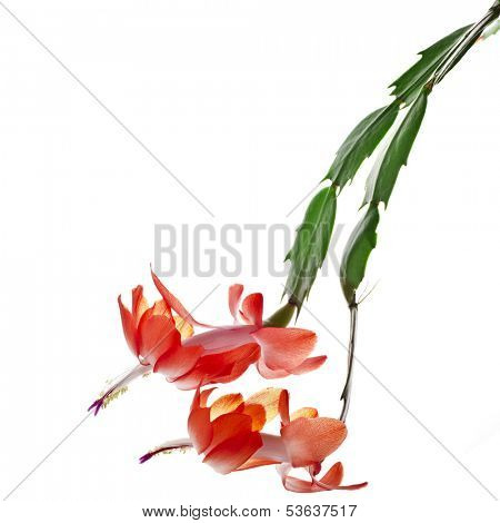 Blooming Christmas Cactus Schlumbergera isolated on white background 