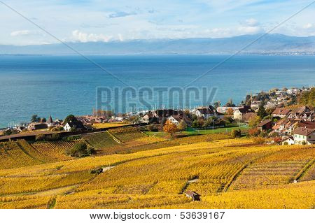 Vineyards In Lavaux Region - Terrasse De Lavaux, Switzerland