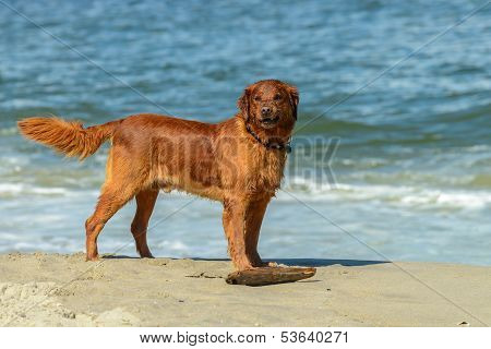 Golden Retriever