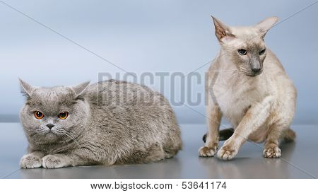 Two Cats