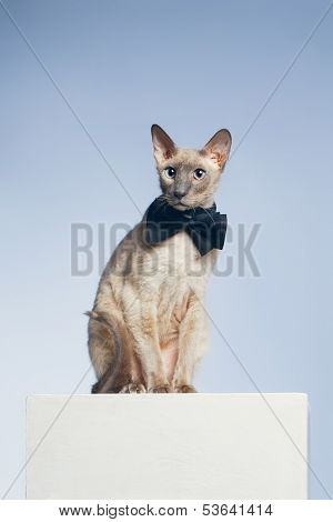 Peterbald Cat