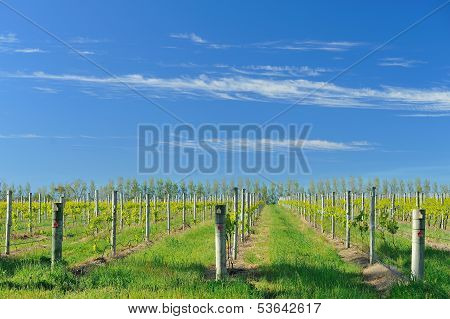 Spring In The Vineyard