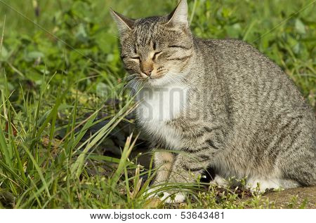 Pussy On A Grass