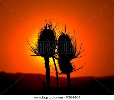 Sunset fiore