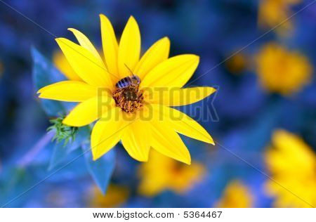 Ape sul fiore giallo