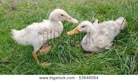 Two White Ducks