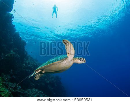 Green Turtle And Snorkeler