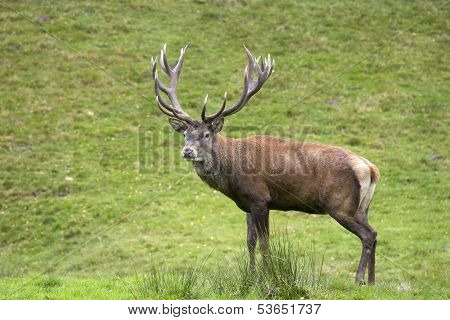 deer, hart