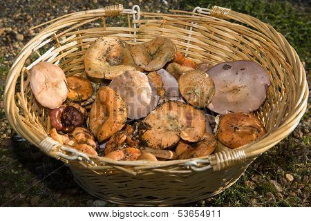 Mushroom Harvest
