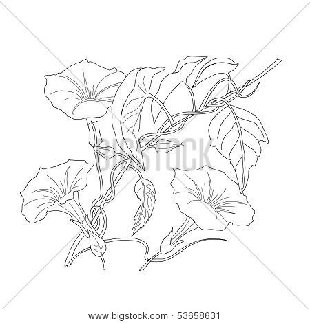 Bindweed. Sketch Black And White