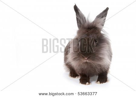 Grey Bunny Rabbit on White Background