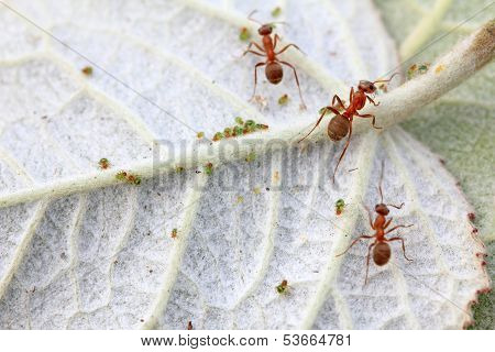 Mercerized Brown Forest Ants And Aphid