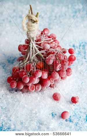 Red berries of viburnum with ice crystals, on blue background