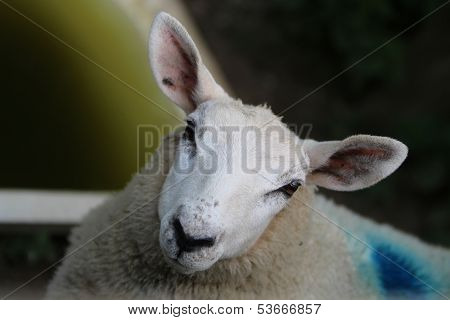 Lleyn Sheep