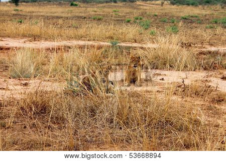 Lions Rest