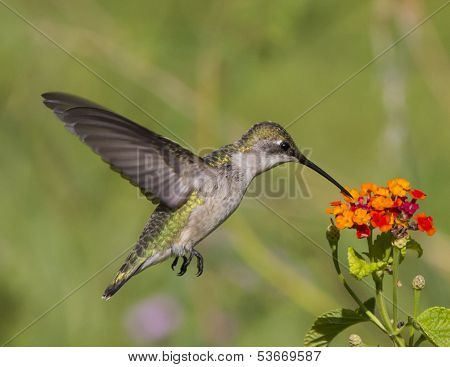 Ruby throated hummingbird