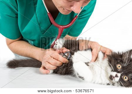 Veterinary with kitten