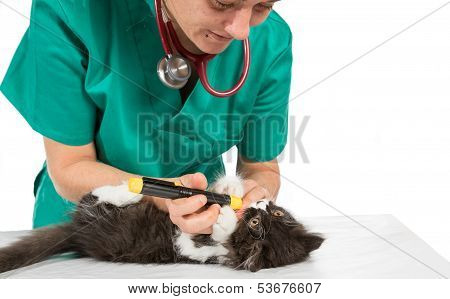 Veterinary with kitten