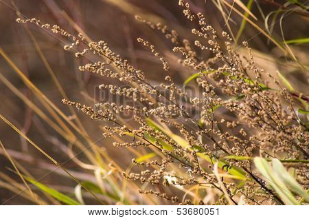 Autumn Flowers
