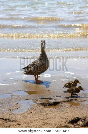Enten