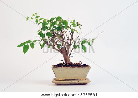 Bonsai árvore