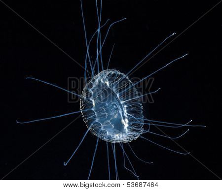 Sea Jelly