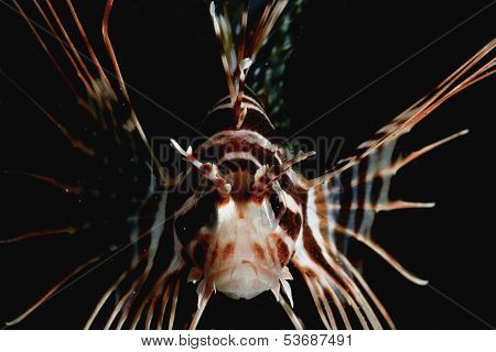 Hawaiian Turkeyfish