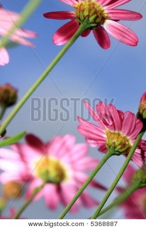 대각선 Dasies