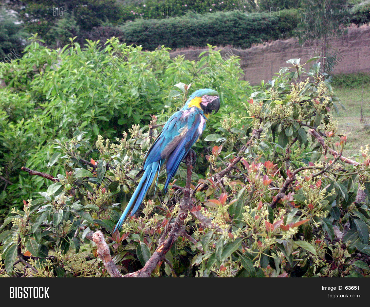 Image Preview