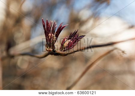 Bud red elderberry