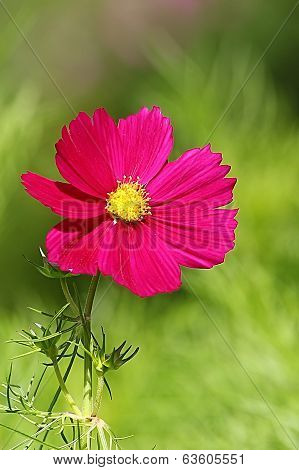 purple cosmos flower
