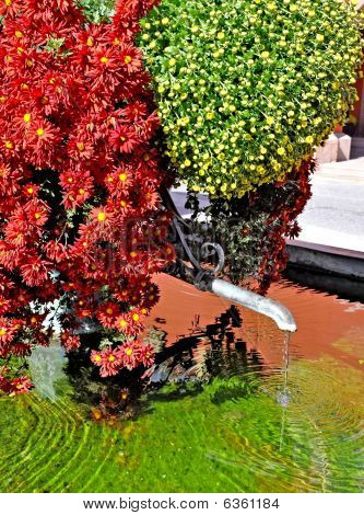 Krysanteemi olen Brunnen