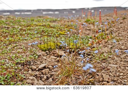 Forget-me-nots Among The Stones
