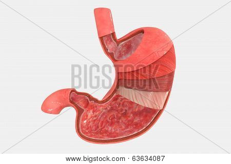 Stomach Layers