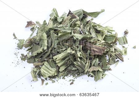 Ribwort Herb