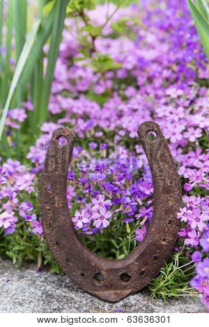Rusty Horseshoe In Front Of A Lots Of Purple Spring Flowers