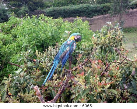 Blue Parrot