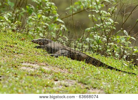 Water Monitor (varanus Salvator)