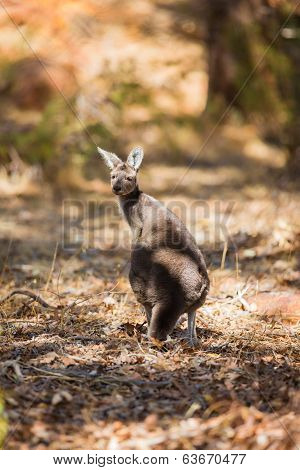 Standing kangaroo
