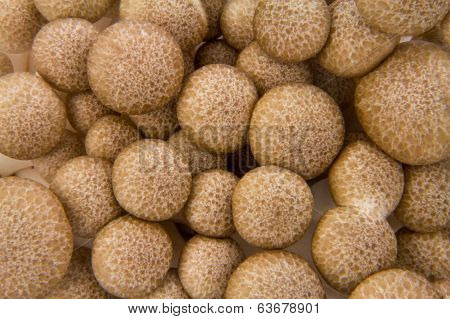 Hypsizygus Marmoreus