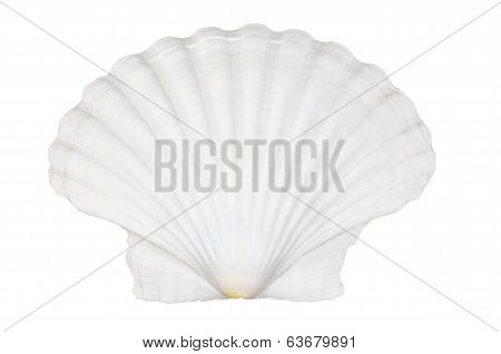 Beautifiul Ocean Shell Isolated On White