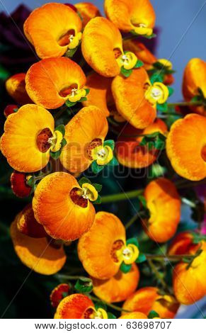 Red and yellow Calceolaria flowers
