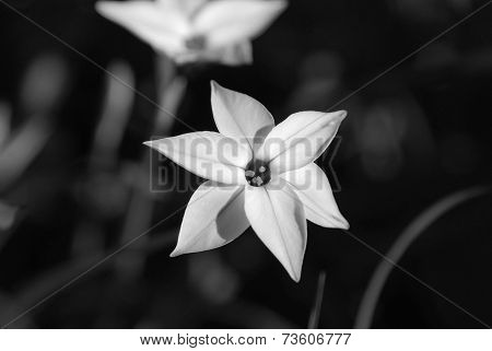 Closeup Of A Spring Starflower