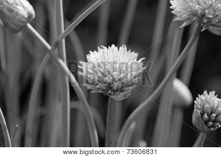 Closeup Of A Chive Flower Head