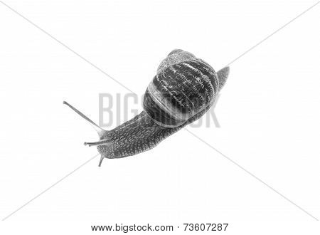 Closeup Of A Garden Snail With Tentacles Extended