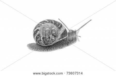 Garden Snail Crawling Away