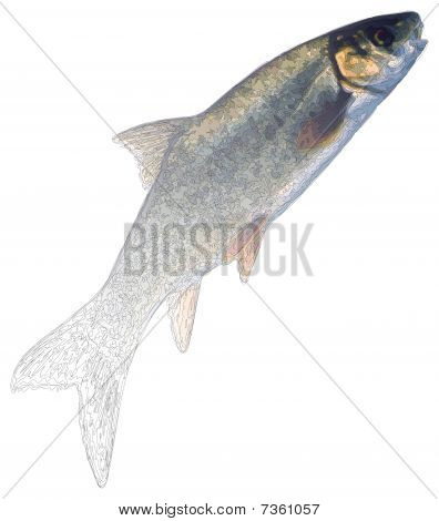 Fish005