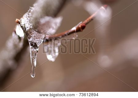 tree covered with icr after storm