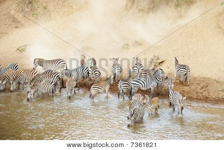 Kudde van Zebra's (Afrikaanse paardachtigen) drinken uit de rivier
