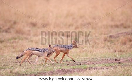 Due gualdrappa (canis Mesomelas)